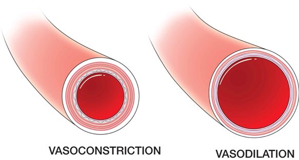 Vasodilation Vs Vasoconstriction
