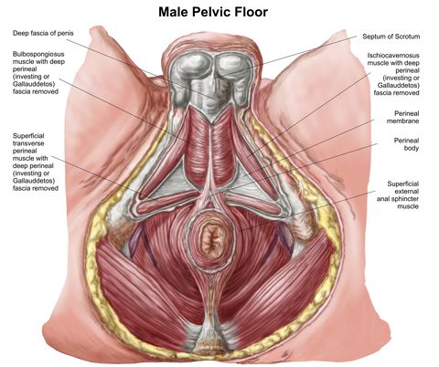 pelvic floor muscles in men